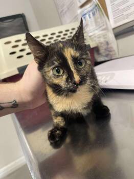 Rescue Domestic Short Hair Cats for Adoption in Bolivar, Missouri - Noelle | PetCurious