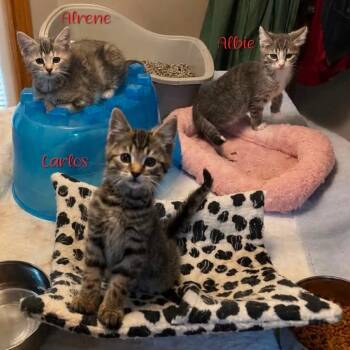 Carlos -  Domestic Short Hair Cat for Adoption in Parkersburg, West Virginia - Carlos | PetCurious