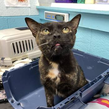Polly Pocket -  Domestic Short Hair Cat for Adoption in Philadelphia, Pennsylvania - Polly Pocket | PetCurious