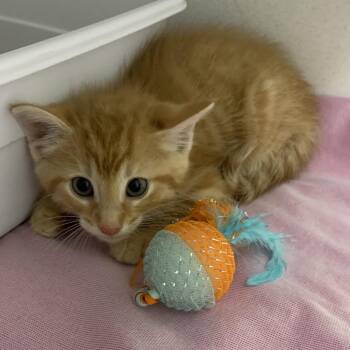 Jasper -  Domestic Short Hair Cat Available for Adoption in Franklin, North Carolina - Jasper | PetCurious