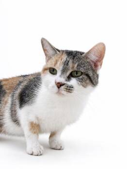 Lila -  Domestic Short Hair Cat for Adoption in Bowling Green, Kentucky - Lila | PetCurious