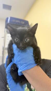 Remus -  Domestic Short Hair Cat for Adoption in Honolulu, Hawaii - Remus | PetCurious