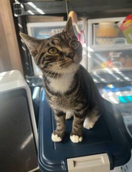 Charlie -  Tabby Cat for Adoption in Richmond Dale, Ohio - Charlie | PetCurious