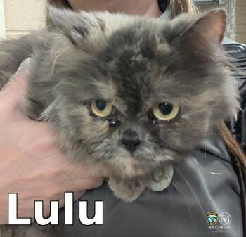 Persian Cats Available for Adoption in Rocky Mount, North Carolina - Lulu | PetCurious
