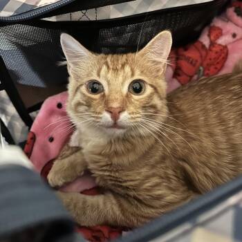 Quinoa -  Domestic Short Hair Cat for Adoption in Chattanooga, Tennessee - Quinoa | PetCurious