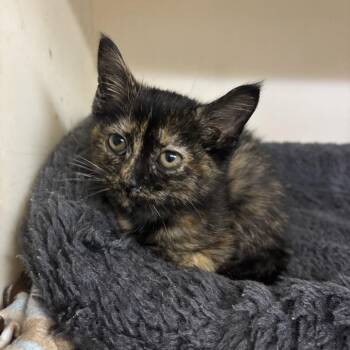 Koi -  Domestic Short Hair Cat for Adoption in Madison, Wisconsin - Koi | PetCurious