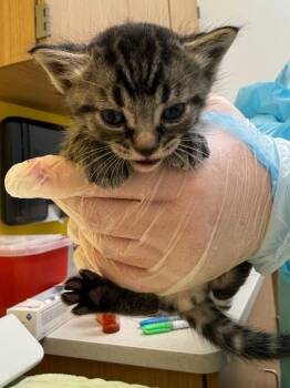 Blake -  Domestic Short Hair Cat for Adoption in Raleigh, North Carolina - Blake | PetCurious