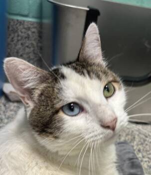 Marvin -  Domestic Short Hair Cat for Adoption in Golden, Colorado - Marvin | PetCurious
