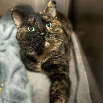 Domestic Short Hair Cats Available for Adoption in Davenport, Iowa - Big Ol Lady | PetCurious