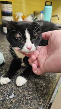 LOLLI -  Domestic Medium Hair Cat for Adoption in Crossville, Tennessee - LOLLI | PetCurious