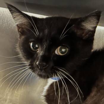 Commander Whiskers -  Domestic Short Hair Cat for Adoption in Chicago, Illinois - Commander Whiskers | PetCurious