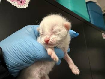 Domestic Short Hair Cats Available for Adoption in San Bernardino, California - NELLIE | PetCurious