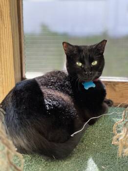 Rescue Domestic Short Hair Cats for Adoption in New Smyrna Beach, Florida - Lego | PetCurious