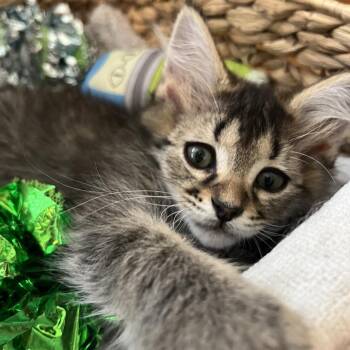 Cookie -  Domestic Medium Hair Cat for Adoption in San Antonio, Texas - Cookie | PetCurious