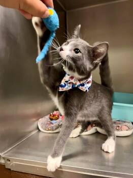 Slate -  Domestic Short Hair Cat for Adoption in Leavenworth, Kansas - Slate | PetCurious