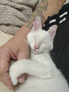 Zuri -  Domestic Short Hair Cat for Adoption in Price, Utah - Zuri | PetCurious