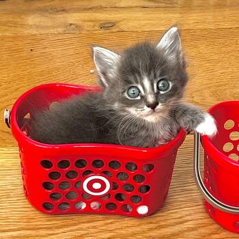 Domestic Medium Hair Cats Available for Adoption in Santa Monica, California - Molly | PetCurious