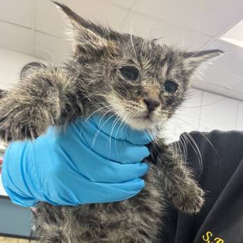 Rescue Domestic Short Hair Cats for Adoption in Newark, New Jersey - Bordeaux | PetCurious