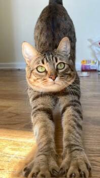 Rescue Domestic Medium Hair Cats for Adoption in Las Vegas, Nevada - Lynx | PetCurious