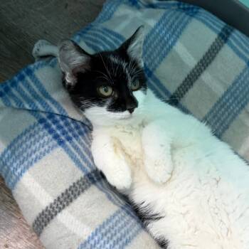 Rescue Domestic Short Hair Cats for Adoption in Marion, Virginia - Squeak | PetCurious