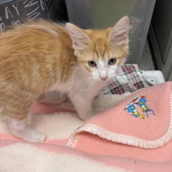 Bushwick -  Domestic Medium Hair Cat for Adoption in North Arlington, New Jersey - Bushwick | PetCurious