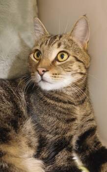 Roman -  Domestic Short Hair Cat for Adoption in Maple Valley, Washington - Roman | PetCurious