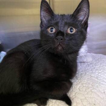 Domestic Short Hair Cats Available for Adoption in Dayton, Ohio - Papaya | PetCurious