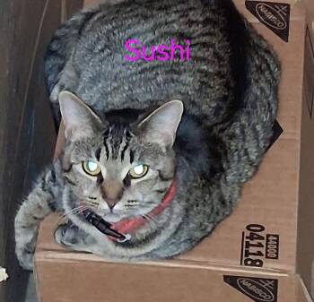 Domestic Short Hair Cats Available for Adoption in Virginia Beach, Virginia - Sushi | PetCurious