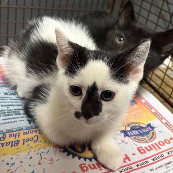 HSOY-Stray-130788_2_3 -  Domestic Short Hair Cat for Adoption in Yuma, Arizona - HSOY-Stray-130788_2_3 | PetCurious