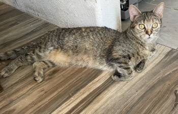 Rescue Domestic Short Hair Cats for Adoption in Redlands, California - Gretchen | PetCurious