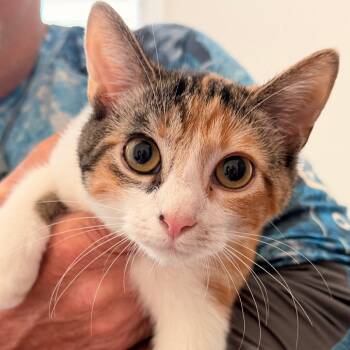 Emmy -  Domestic Short Hair Cat for Adoption in Inman, South Carolina - Emmy | PetCurious