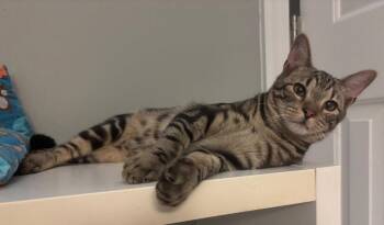 Tabby and Domestic Short Hair Cats Available for Adoption in Garner, North Carolina - Alfie | PetCurious