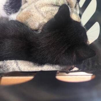 Domestic Short Hair Cats Available for Adoption in Winston-salem, North Carolina - Peach | PetCurious