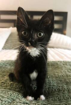 Brody -  Domestic Short Hair Cat for Adoption in Kansas City, Missouri - Brody | PetCurious