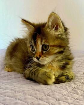 Evelyn -  Torbie and Domestic Short Hair Cat for Adoption in Campbell, California - Evelyn | PetCurious