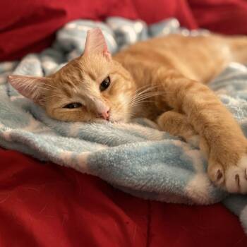 Domestic Short Hair Cats Available for Adoption in Los Angeles, California - Mumbles | PetCurious