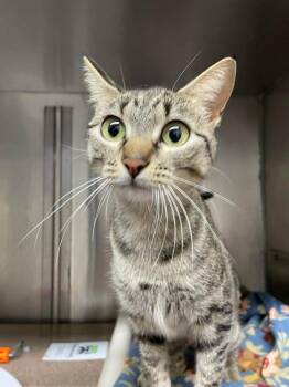 Domestic Short Hair Cats Available for Adoption in Stillwater, Oklahoma - Bennett | PetCurious