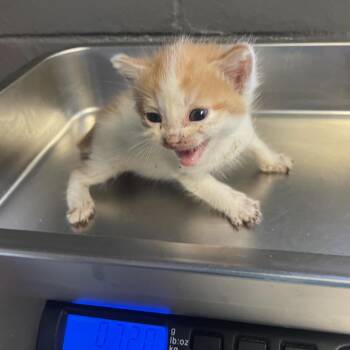 TUSC-Stray-84808_2_3_4_5 -  Domestic Short Hair Cat for Adoption in Tuscaloosa, Alabama - TUSC-Stray-84808_2_3_4_5 | PetCurious