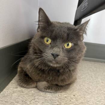 Fluffy -  Domestic Medium Hair Cat for Adoption in Clavet, Saskatchewan - Fluffy | PetCurious