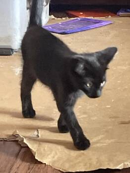 Blayze -  Domestic Short Hair Cat for Adoption in St. Cloud, Minnesota - Blayze | PetCurious