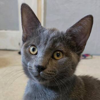 Pebbles -  Domestic Short Hair and Tabby Cat for Adoption - Pebbles | PetCurious