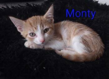 Monty -  Tabby Cat for Adoption in Wyandotte, Michigan - Monty | PetCurious