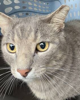 Rescue Domestic Short Hair Cats for Adoption in Belvidere, Illinois - Wrigby | PetCurious