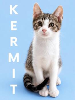Kermit (Courtesy Post) -  Domestic Short Hair Cat for Adoption in Rutherfordton, North Carolina - Kermit (Courtesy Post) | PetCurious