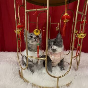 Domestic Short Hair Cats Available for Adoption - Biscuit | PetCurious