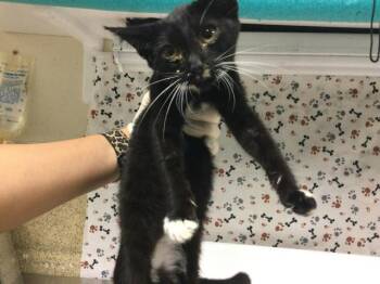 LOLLIPOP -  Domestic Short Hair Cat for Adoption in Riverside, California - LOLLIPOP | PetCurious