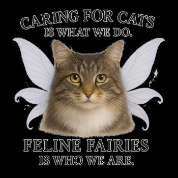 Rescue Domestic Short Hair Cats for Adoption in St. Augustine, Florida - Starlight | PetCurious