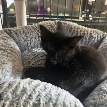 Tabasco -  Domestic Short Hair Cat for Adoption in Columbus, North Carolina - Tabasco | PetCurious
