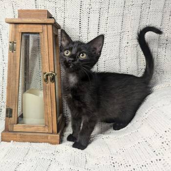 Rescue Domestic Short Hair Cats for Adoption in Greenwood, Missouri - Zubal | PetCurious