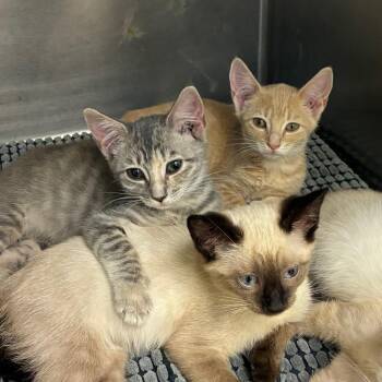 Summer -  Domestic Short Hair Cat for Adoption in Mebane, North Carolina - Summer | PetCurious
